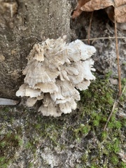 Fungi