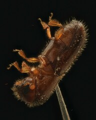 Xyleborinus saxesenii