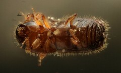 Xyleborinus saxesenii