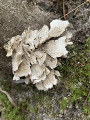 Fungi