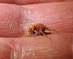 Monophlebidae