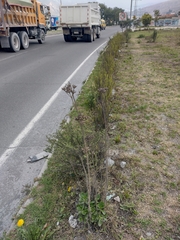 Kalanchoe densiflora