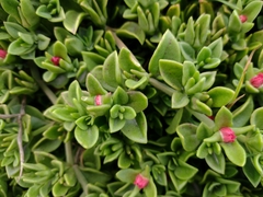 Mesembryanthemum cordifolium