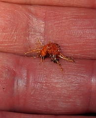 Monophlebidae