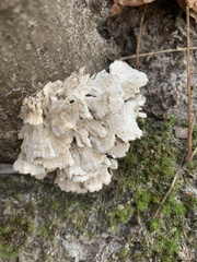Fungi