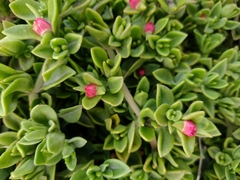 Mesembryanthemum cordifolium