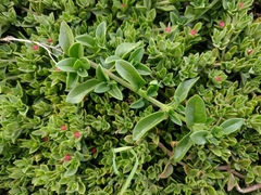 Mesembryanthemum cordifolium