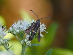 Carmenta pyralidiformis