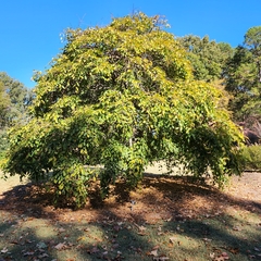 Carpinus betulus pendula