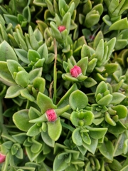 Mesembryanthemum cordifolium
