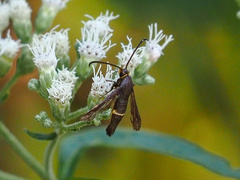 Carmenta pyralidiformis