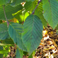 Carpinus betulus pendula