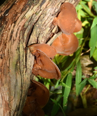 Auricularia