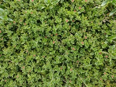 Mesembryanthemum cordifolium