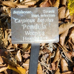Carpinus betulus pendula