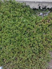 Mesembryanthemum cordifolium