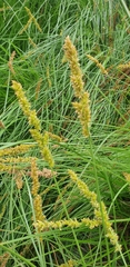 Carex appressa