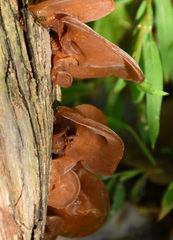 Auricularia