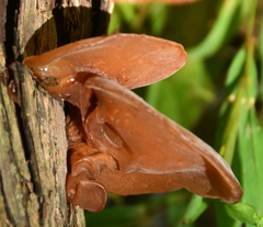 Auricularia