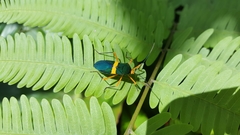 Paryphes