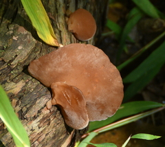 Auricularia