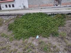 Mesembryanthemum cordifolium