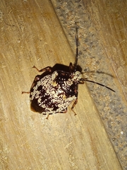 Antiteuchus melanoleucus