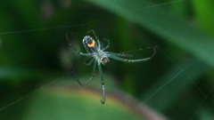Leucauge argyrobapta