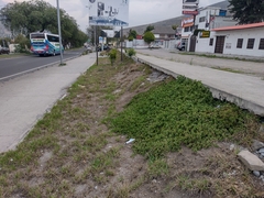 Mesembryanthemum cordifolium