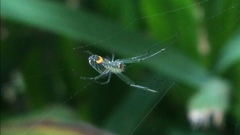 Leucauge argyrobapta