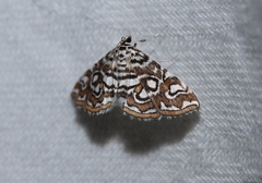 Acentropinae