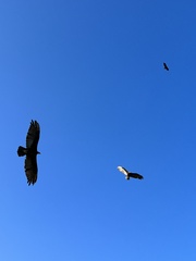 Cathartes melambrotus