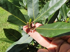 Laurus nobilis
