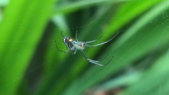 Leucauge argyrobapta