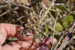 Hydrolea ovata