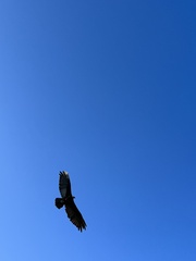 Cathartes melambrotus