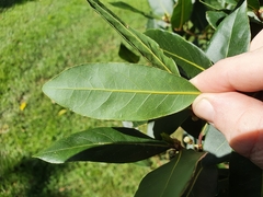 Laurus nobilis