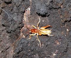 Hemiandrus