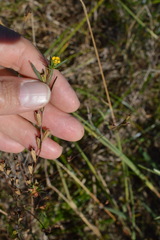 Ludwigia linearis