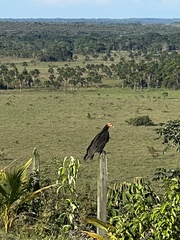 Cathartes melambrotus