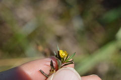 Ludwigia linearis