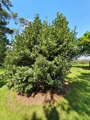 Laurus nobilis