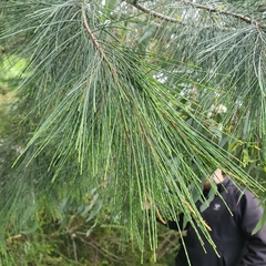 Allocasuarina verticillata