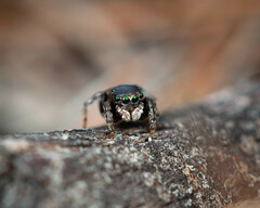 Maratus