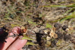 Ipomoea sagittata