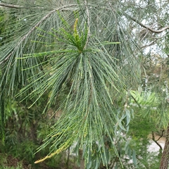 Allocasuarina verticillata