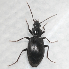 Platynus decentis