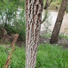 Allocasuarina verticillata