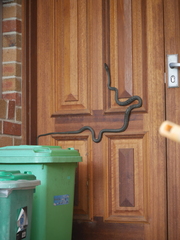 Dendrelaphis punctulatus