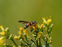 Parancistrocerus histrio